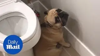 Hilarious moment guilty looking bulldog hides in the bathroom - Daily Mail