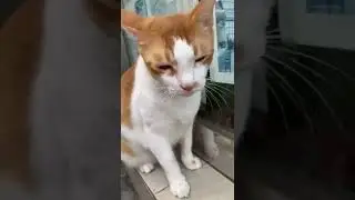 Cat still ignoring human🥹