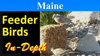 10 Most Common Feeder Birds of Maine [In-Depth]