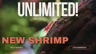 CREATING a SHRIMP FARM! - Step by step TUTORIAL