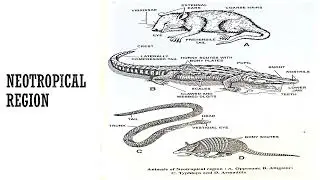 zoogeographical regions, General Information