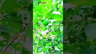 One Tree Can Change the World 🌱 | Nature Motivation #youtubeshorts #viral #shorts #viral #green
