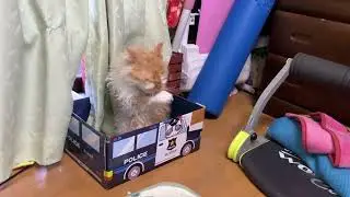 The zero-authority home guard captain sets out again today 威厳ゼロの自宅警備隊長が今日もゆく😸❤️🩷🙂🧡
