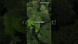Antarctica's Secret: A Lush Rainforest! #arctic
