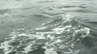 Fungi the Dolphin