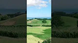 Matakana Island View | Hidden Paradise of New Zealand 🌊🏝️ | NZ Nature Scenery #viral #trending