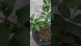 Some of my uncle's planted tub trees // #villageview #shorts #treeplant