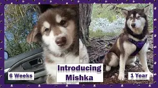 Growing Mishka our Alaskan malamute   #malamute #malamutepuppy #fluffypuppy