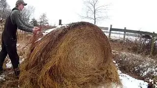 Feeding the cows a round bale