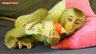 Clever Monkey!! Mom Called Monkey Kako To Sleep On Hammock And Drink Milk