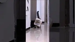 Chaotic Cats on Play. Must Watch!😹 #CatChaos #FunnyKittens #CatShorts #PlayfulCats #Kittenfun