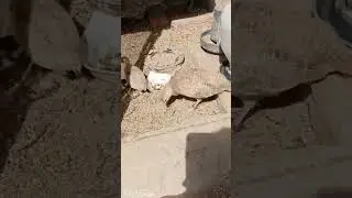 Silver teetar Breeder pair with Chicks #shorts#viral#suspense #funny#birds#trending