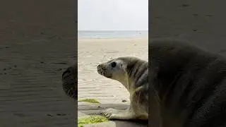 Bringing Flynn Back Home🦭 #seal #release #sealrescue #ecomare #rescuecentre