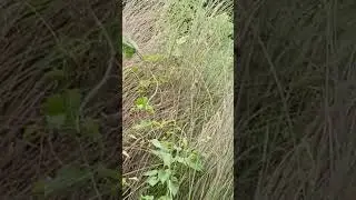 Tricolour Munia 🐧 Mere Ghar Ke Pass Apna Ghosla Banaya hai #cute #loving #birds # DreamWithNisha