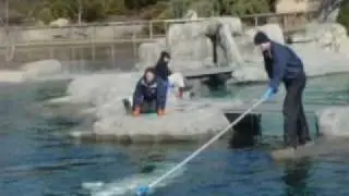 La Donna E Mobile: A Beluga Whale Music Video