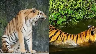 All About Tigers: Interesting facts and behaviours - Jungle Hug