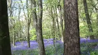 Abbots Wood East Sussex 26 April 2022
