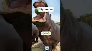 Hippo core #funny #love #hippo#cute #zoo #funnyvideo
