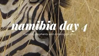 Dansende olifanten en neushoorns in Etosha Namibie Dag 4 reisvlog rondreis
