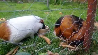 Itchy Guinea Pig