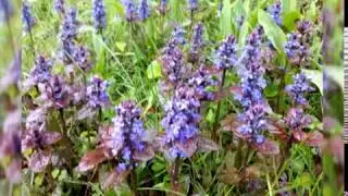Home Gardener - Attracting Early Spring Pollinators