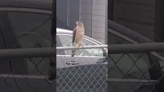 Hawk vs Rabbit