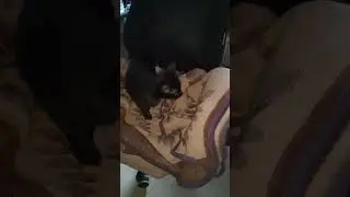 Холода все не уходят ) #оле7 #cat #котофейка #животные #видосыоткота #ластёна #кот #animals
