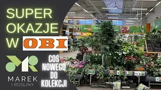 Super okazje w OBI. Rzadkie i ciekawe rośliny w dobrych cenach!