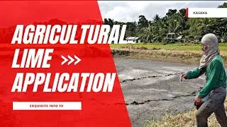 TILAPIA FARMING-PAANO MAG LAGAY NG AGRICULTURAL LIME OR APOG SA FISH POND
