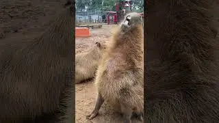 Capybara interaction #capybara 