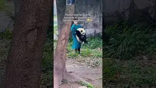 Please help and support these beautiful creatures&hellip; #panda #slippers
