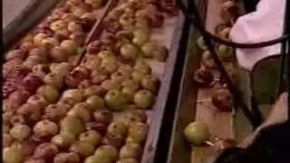 Affy Tapple