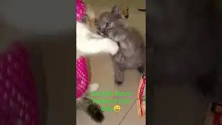 Hai kita dance viral Thailand dulu yuk😄#kitten #shorts #kucinglucu #ceritakucing