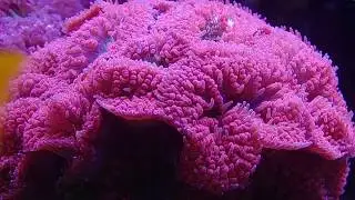 Blastomussa,Duncanopsammia,Clavularia papaya. LPS and soft coral.