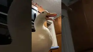 duck reaction🤣 #shorts #funny #live #trending #viral