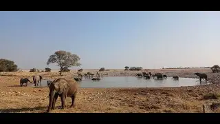 Elephants at Etosha Waterhole 🐘 | Wildlife Safari in Namibia