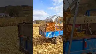 Farmer&rsquo;s Ingenuity &mdash; Corn Loaded in Seconds!