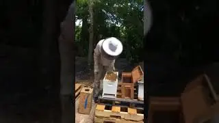 Orlando Bee Removal Expert removed bees from Longwood relocated to Oviedo
