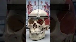 The Axial Skeleton- The Skull 