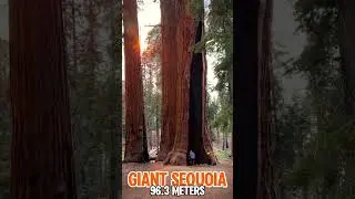 The tallest trees on planet earth🌲#tree #tall #talltrees #facts #nature #shortsfeed #fypage #shorts