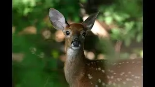 WildlifeNYC: Tips for Coexisting with White-tailed Deer