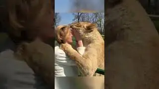 Amazing Lions Reunite with Woman!