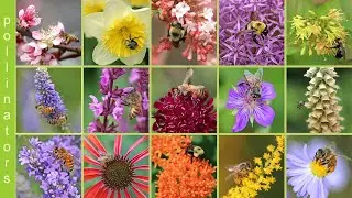 Bees at the Toronto Botanical Garden