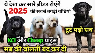 KCI और Cheap प्राइस | breeders को रुला दिया | IMport line kci labrador puppies in cheap price
