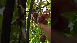 #Prunus salicina#Japanese plum picking.#nature aesthetics #ripe plum#viralshorts