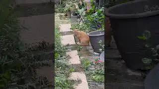 Orange cat need food