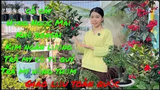 9/1 Giao lưu .trà my hồng thơm .trà my tứ quý .khế .hồng ngọc mai #lh0393689271# bao Síp ...