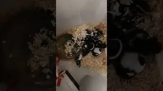Weekly mice unboxing