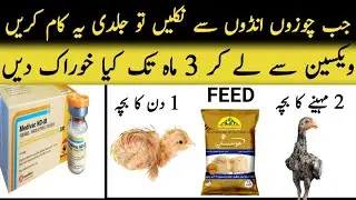 Aseel chicks ki growth kesy badhayen | Aseel chicks best growth deit plan | Aseel chicks fast growth