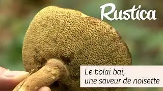 Cueillette de champignon : Bolet bai, une saveur de noisette